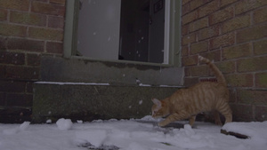 姜唐猫第一次在雪中经历着17秒视频