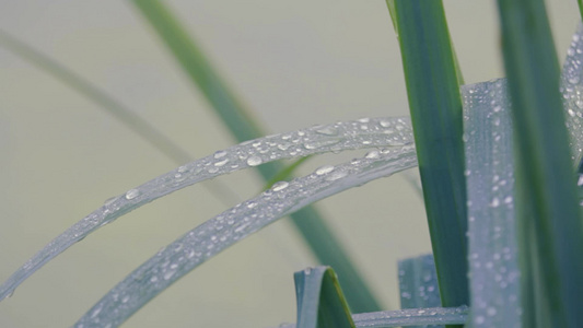 清晨树叶上涂有露露视频