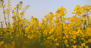 春日油菜花16秒视频