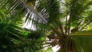 沙滩海岛椰子树12秒视频
