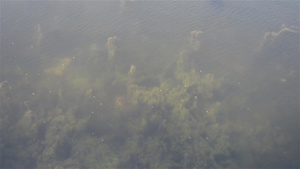 深蓝色海底背景抽象图案纹理和颜色水生生物海洋生活背景13秒视频