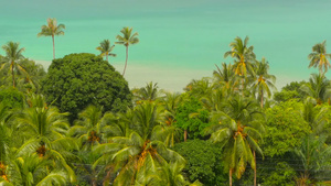天堂岛屿奇特的海滩热带植物18秒视频