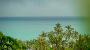 天堂岛屿奇特的海滩热带植物在风中冲雨前18秒视频