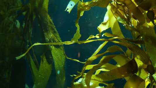 光线通过巨型海带森林过滤大孢子虫潜水水族馆和海洋概念视频