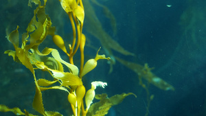 水下无缝环绕摇曳的巨型海带森林阳光透过翡翠绿的海藻12秒视频
