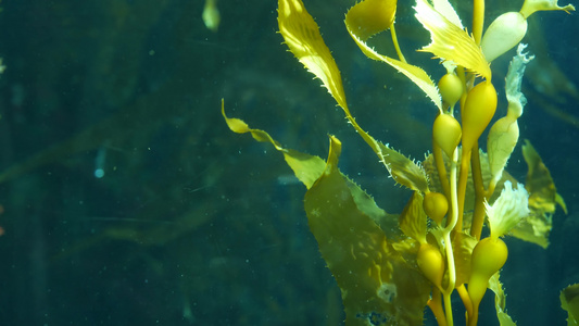 光线通过巨型海带森林过滤大孢子虫潜水水族馆和海洋概念视频