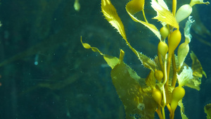 光线通过巨型海带森林过滤大孢子虫潜水水族馆和海洋概念13秒视频