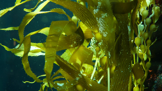 光线通过巨型海带森林过滤大孢子虫潜水水族馆和海洋概念视频