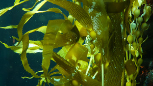 光线通过巨型海带森林过滤大孢子虫潜水水族馆和海洋概念15秒视频
