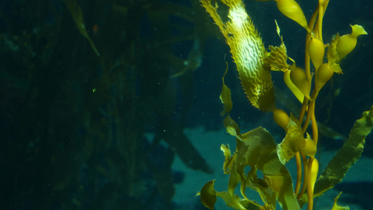 光线通过巨型海带森林过滤大孢子虫潜水水族馆和海洋概念视频