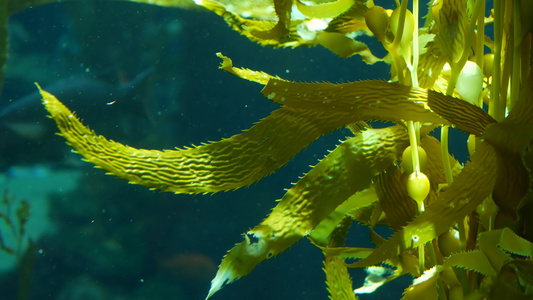 光线通过巨型海带森林过滤大孢子虫潜水水族馆和海洋概念视频