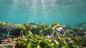 海底的播种片段大量的洋草灌木46秒视频