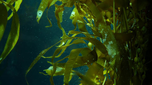 光线通过巨型海带森林过滤大孢子虫潜水水族馆和海洋概念视频