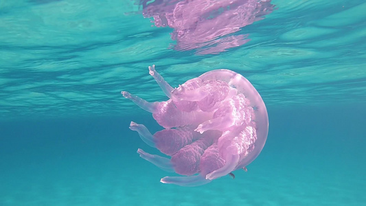 以慢动作拍摄的肺水母通常被称为桶形水母垃圾箱盖水母视频