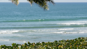 海浪和棕榈树在阳光明媚的白天17秒视频
