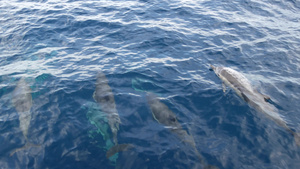 自由的海豚和平的海洋蓝水在海洋中学习野生动物卡利弗16秒视频