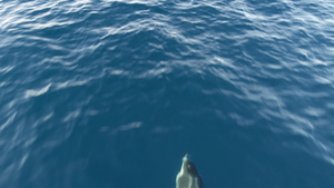 自由的海豚在和平的海洋中23秒视频