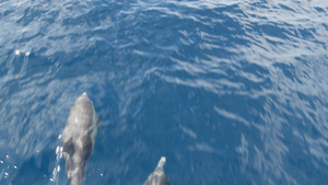 自由的海豚在和平的海洋中12秒视频