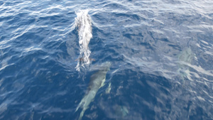自由的海豚和平的海洋蓝水在海洋中学习野生动物卡利弗20秒视频