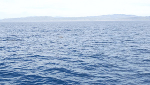 自由的海豚在和平的海洋中17秒视频