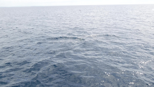 自由的海豚和平的海洋蓝水在海洋中学习野生动物卡利弗视频