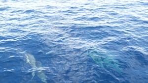 自由的海豚在海洋中30秒视频