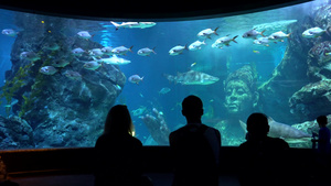 大型水族馆海洋动物8秒视频