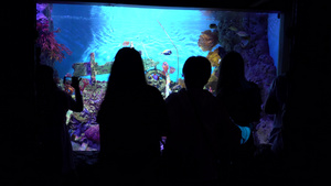 在Bangkok的大型水族馆海洋动物7秒视频