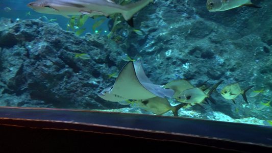 在Bangkok的大型水族馆海洋动物视频