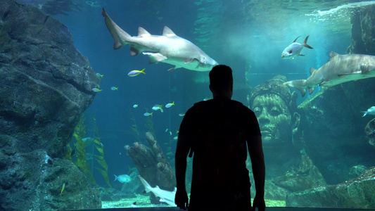 大水族馆在Bangkok大鲨鱼视频