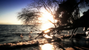 日落下一棵靠海的枯树剪影23秒视频