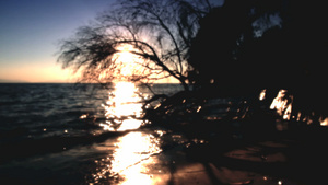 日落下一棵靠海的枯树剪影19秒视频