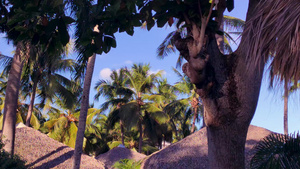 海滩边的棕榈树10秒视频