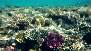 有海绵和小鱼的原始珊瑚礁58秒视频