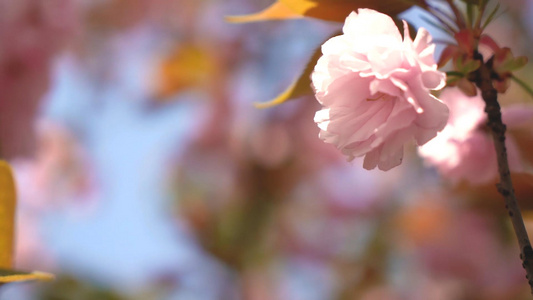 树上的樱花视频