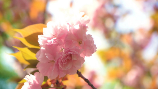 樱花树上的樱花[芝樱]视频