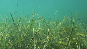 黄海草茂密生长过度有食性绿色藻类水生开花植物24秒视频