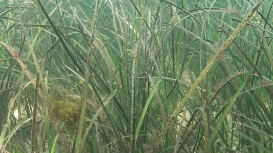 黄海草茂密生长过度有食性绿色藻类水生开花植物视频