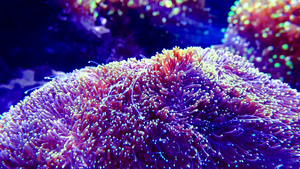 海洋水族馆中的彩色珊瑚探险水族馆凸轮新球衣我们a30秒视频