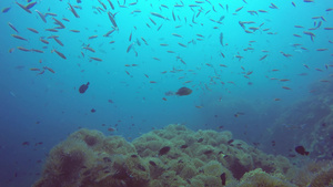 海洋水肺潜水水下五颜六色的热带珊瑚礁花园海景海鱼群8秒视频