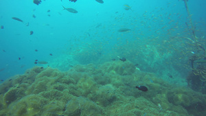 海洋水肺潜水水下五颜六色的热带珊瑚礁花园海景海鱼群17秒视频