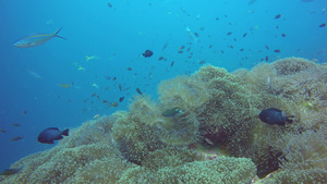 海洋水肺潜水水下五颜六色的热带珊瑚礁花园海景海鱼群29秒视频