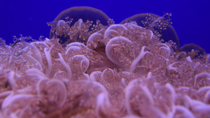 蓝色海水中许多粉红水母9秒视频