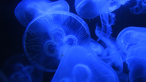 许多水母在蓝光下游进水中游泳11秒视频