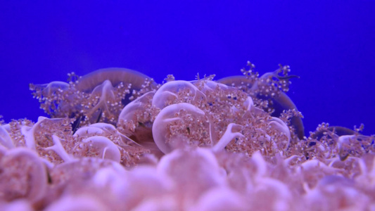 蓝色海水中许多粉红水母视频