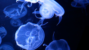4K一群荧光水母在水族馆池中游泳透明水母水下12秒视频