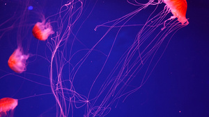闪亮的充满活力的荧光水母在水下发光深色霓虹灯动态脉动24秒视频