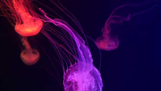 闪亮的充满活力的荧光水母在水下发光深色霓虹灯动态脉动视频