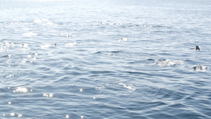 从船上看普通海豚在开阔水域嬉戏16秒视频