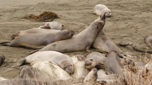 美国加利福尼亚州圣西蒙的太平洋沙滩上有趣的懒惰象海豹13秒视频